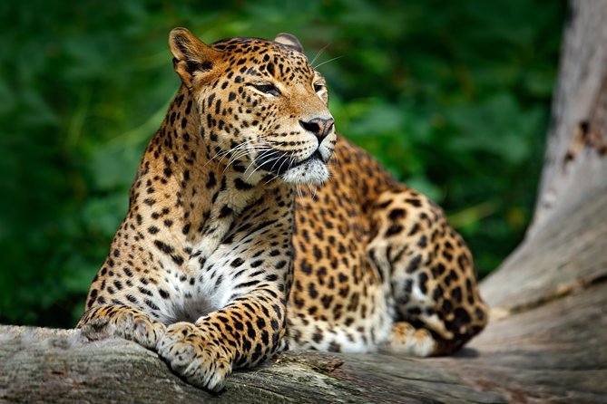 Wilpattu National Park Safari From Negombo - Good To Know
