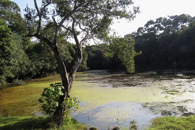 Wilpattu National Park Safari From Negombo - Inclusions and Amenities Provided