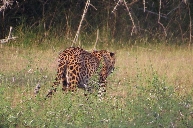 Wilpattu National Park Safari From Negombo - Important Booking Information
