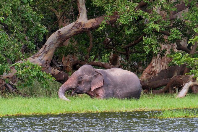Wilpattu National Park Safari From Negombo - Pricing and Group Size Variations