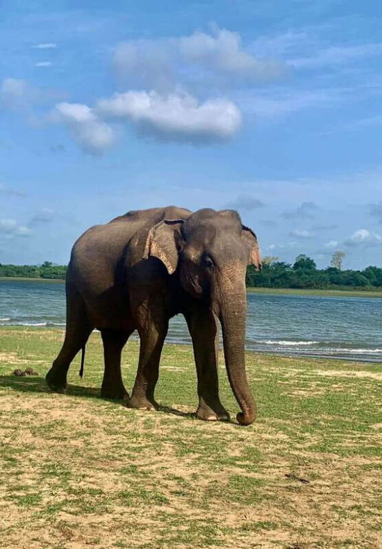Wilpattu National Park Safari Guided by NATURALIST / RANGER - An In-Depth Look at Wilpattu Safari Experience