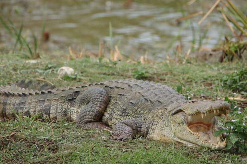 Wilpattu National Park Safari Guided by NATURALIST / RANGER - Who Is This Tour Best For?