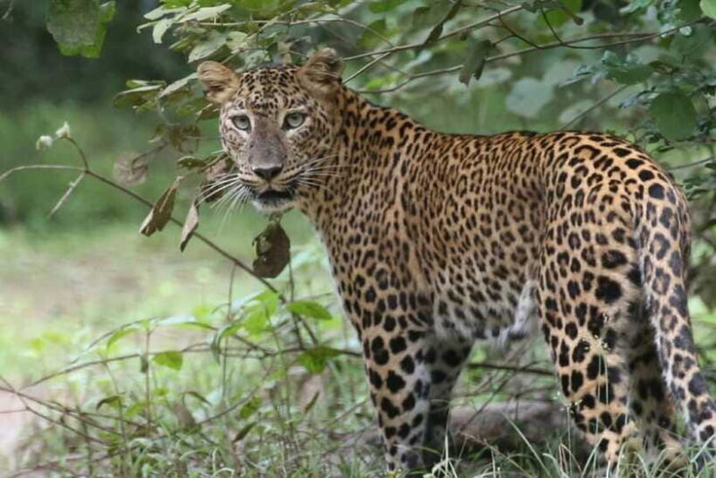 Wilpattu National Park Safari Jeep Tour - The Itinerary and How It Unfolds