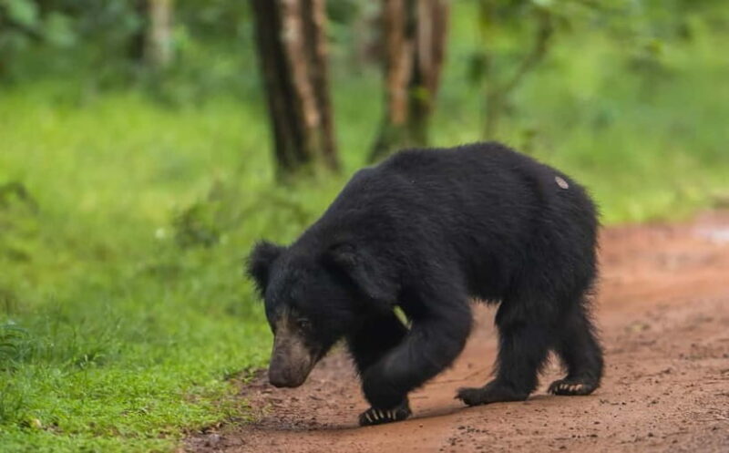 Wilpattu National Park Safari : Private 4x4 Jeep Safari - Good To Know