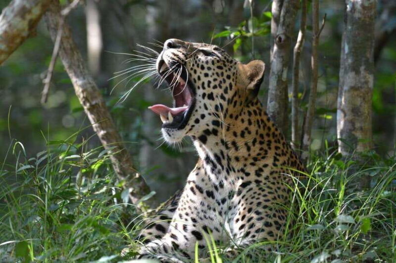 Wilpattu National Park Safari - Practical Tips for Your Safari