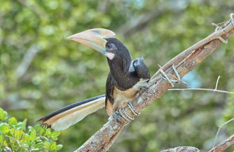 Wilpattu National Park Safari - Final Thoughts