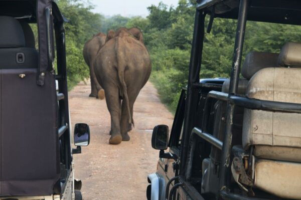 Wilpattu National Park Safari Tour From Colombo - Common Questions