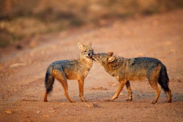 Wilpattu National Park Safari Tour From Colombo - The Sum Up