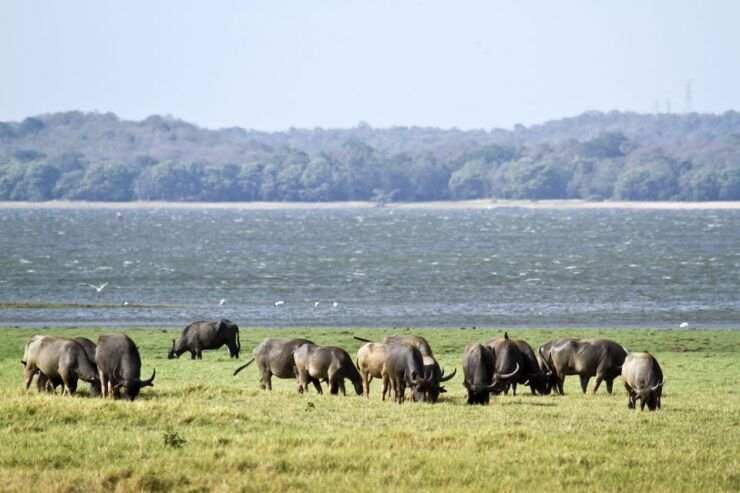 Wilpattu National Park Safari Tour From Dambulla - Safari Adventure Details