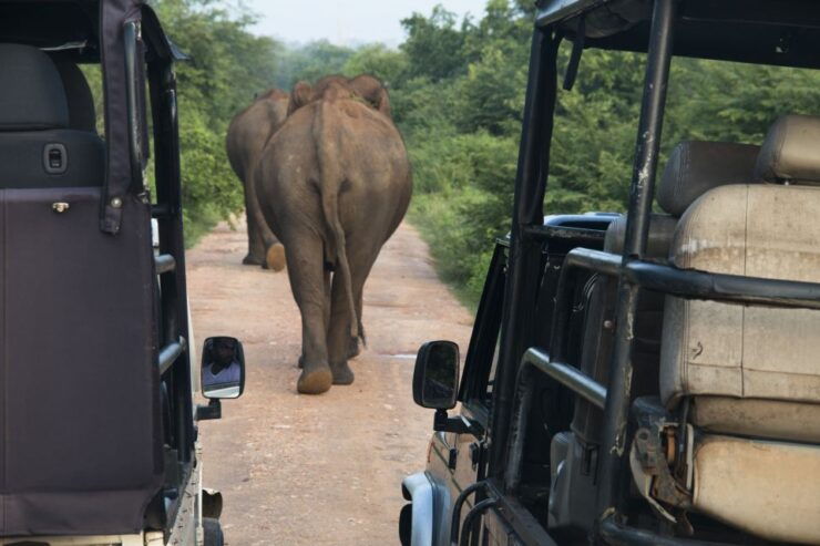 Wilpattu National Park Safari Tour From Kandy - Booking Details