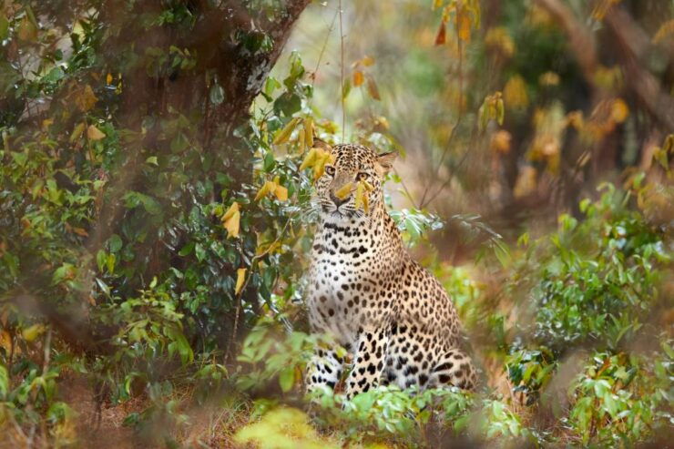 Wilpattu National Park Safari Tour From Kandy - Cancellation Policy