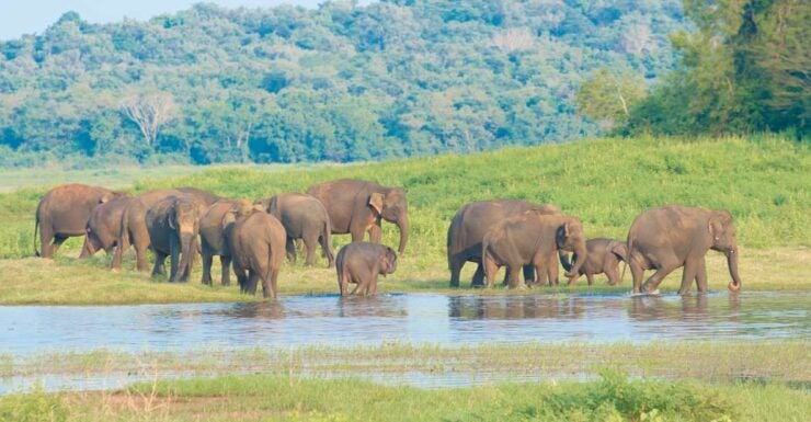 Wilpattu National Park Safari Tour From Negombo - Wildlife Encounters and Sightings