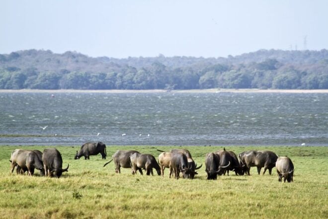 Wilpattu National Park Safari Tour From Negombo - Local Lunch and Refreshments