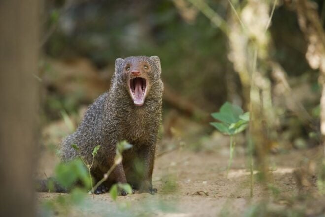 Wilpattu National Park Safari Tour From Negombo - Wilpattu National Park Overview