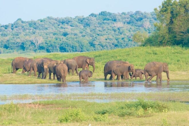 Wilpattu National Park Safari Tour From Negombo - Common Questions