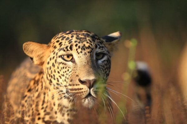 Wilpattu National Park Safari Tour From Negombo - The Sum Up