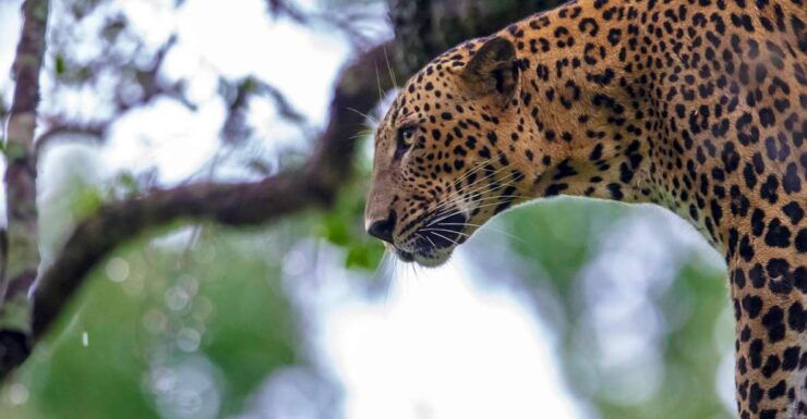 Wilpattu National Park Safari Tour - Experience