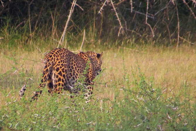Wilpattu National Park Safari With Naturalist - Naturalist Guide Expertise