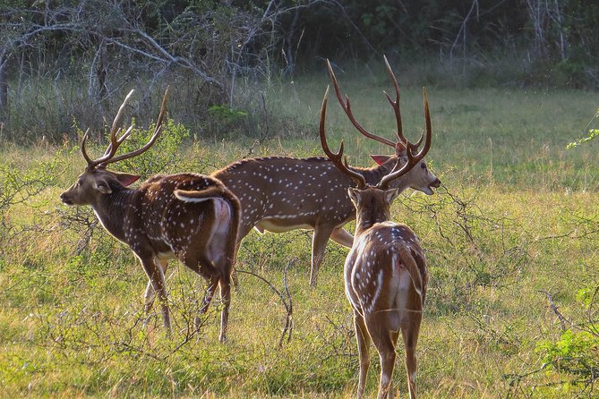 Wilpattu National Park Safari With Naturalist - The Sum Up