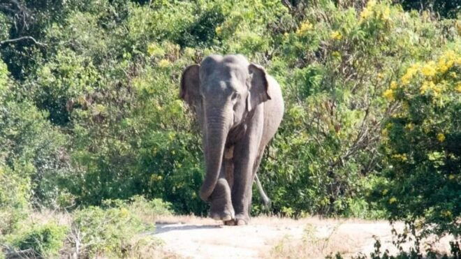 Wilpattu National Park With Safari Jeep & Entrance Ticket - Activity Provider