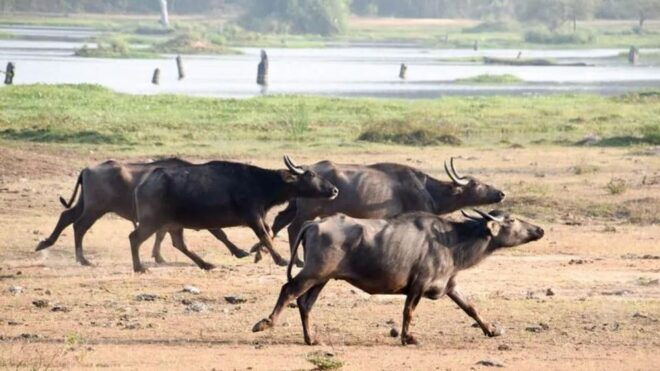 Wilpattu National Park With Safari Jeep & Entrance Ticket - Wilpattu National Park