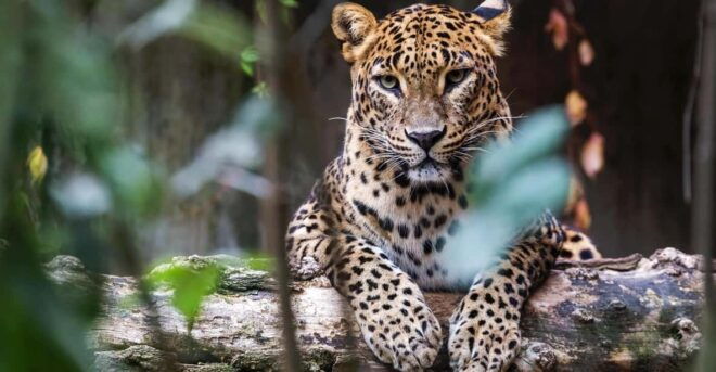 Wilpattu National Park:Full-Day Jeep Safari From Trincomalee - Detailed Itinerary