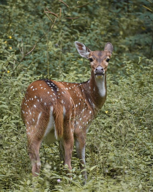Wilpattu National Park:Full-Day Jeep Safari From Trincomalee - Transportation and Amenities