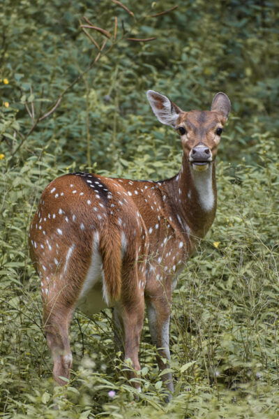 Wilpattu National Park:Full-Day Jeep Safari From Trincomalee - What to Bring