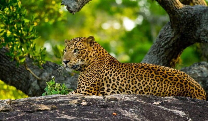 Wilpattu: Private Safari Day Trip with Lunch & Entry Fees - The Sum Up: Is it worth booking?