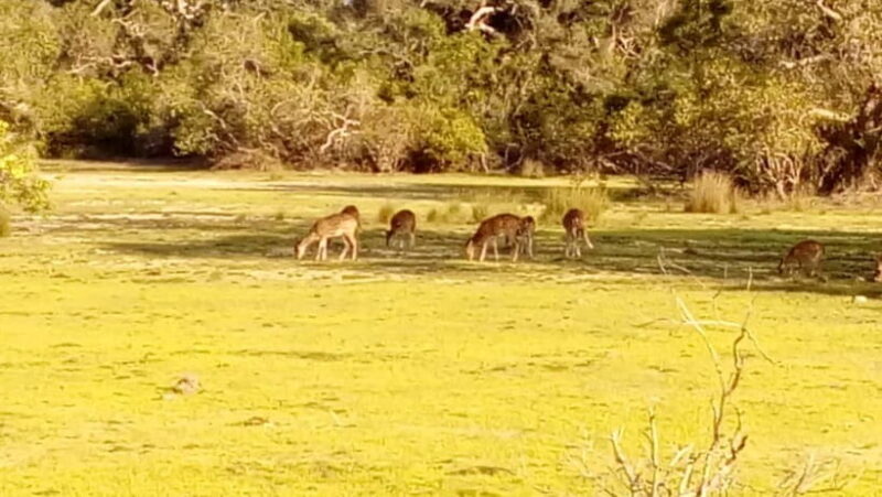 Wilpattu: Private Safari Day Trip with Lunch & Entry Fees - FAQs