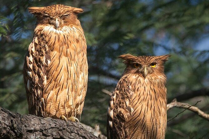 Wilpattu Wild Safari Day Trip - Private & All Inclusive - FAQ