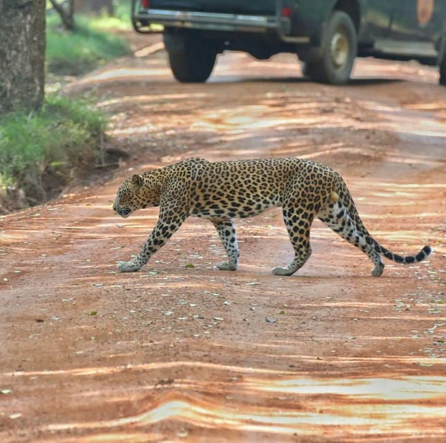 Wilpattuwa National Park Full/Half Day Private Safari - Inclusions of the Safari