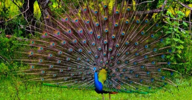 Wilpattuwa National Park Full/Half Day Private Safari - Additional Services Offered
