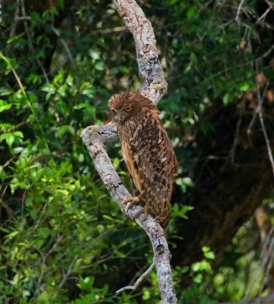Wilpattuwa National Park Full/Half Day Private Safari - Important Information