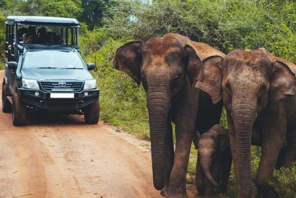 Wilpattuwa National Park Full/Half Day Private Safari - Safety and Health Restrictions