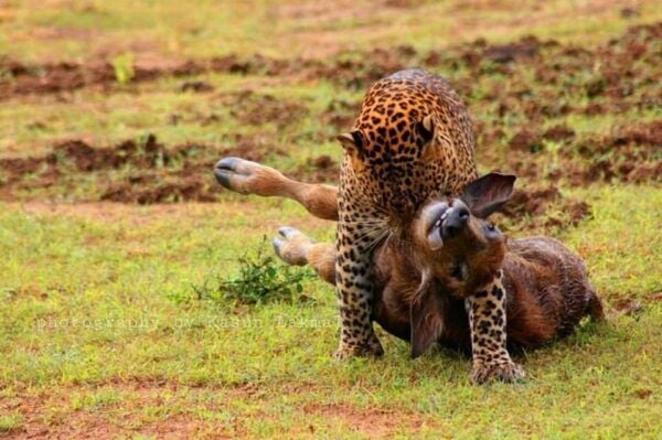 Wilpattuwa National Park Full/Half Day Private Safari - Frequently Asked Questions