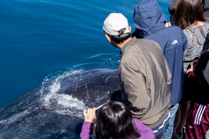 Wilsons Prom Whale Cruise - Tour Details