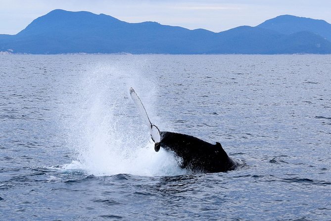 Wilsons Prom Whale Cruise - What To Expect