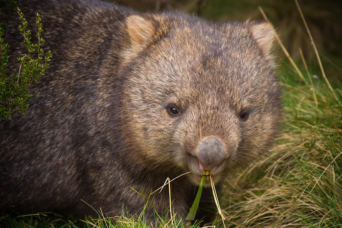 Wilsons Promontory Day Trip From Melbourne - Important Tips