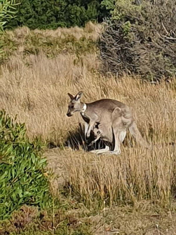Wilsons Promontory National Park Day Trip - Good To Know