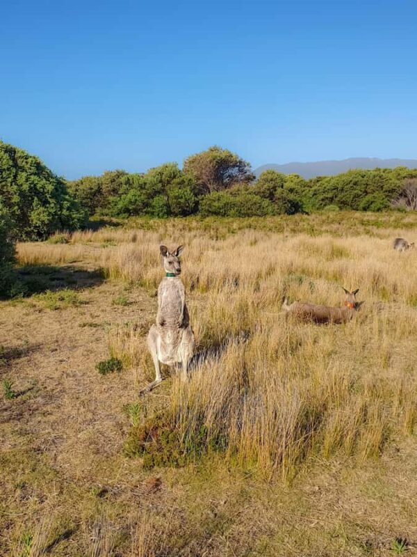 Wilsons Promontory National Park Day Trip - Practical Aspects and What to Pack