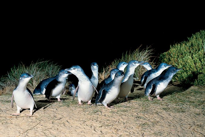 Wilsons Promontory & Phillip Island - Prom & Penguins Tour - Directions