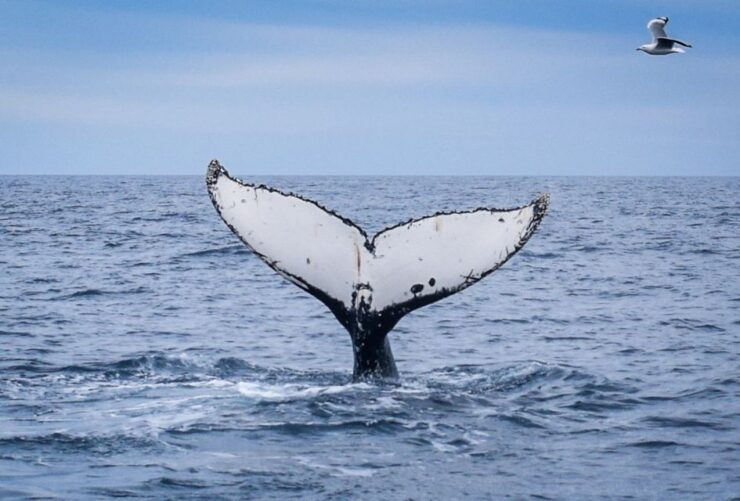 Wilsons Promontory: Whale Spotting Cruise With Lunch - Activity Details