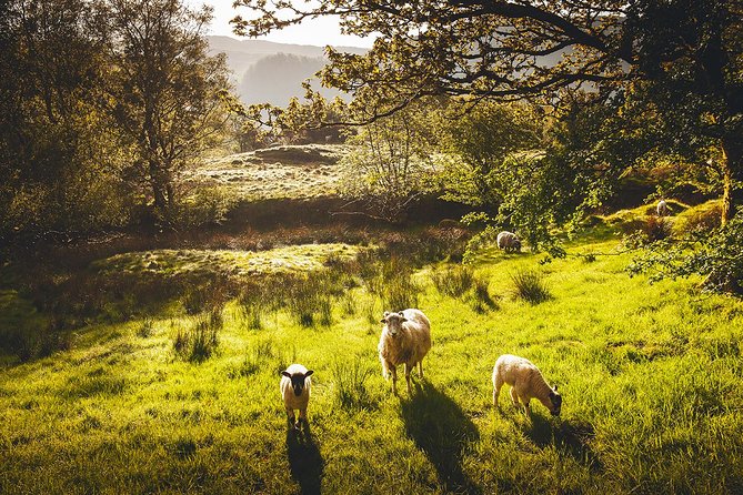 Windermere & Lake District Tour From Manchester Incl. Admission - Meeting Point and Transportation