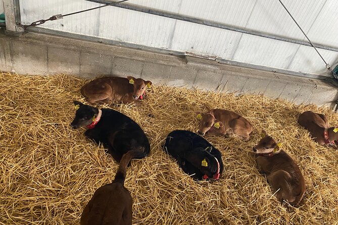 Windmills & Keukenhof Gardens and Tulip Fields Tour From Amsterdam - Common Questions