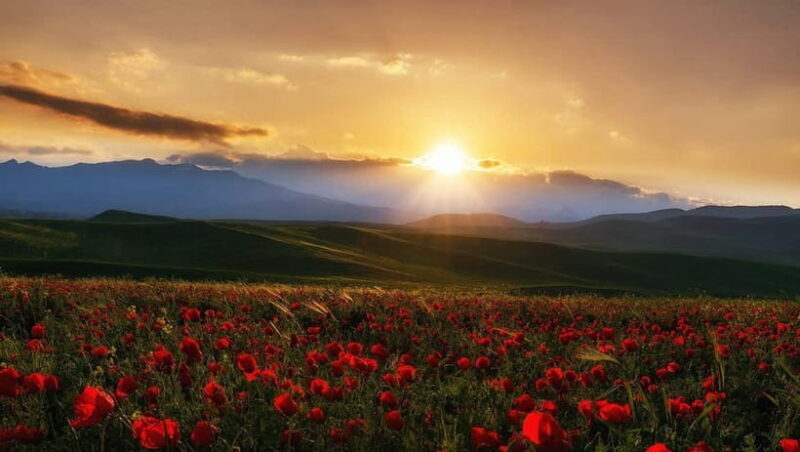 Windows Desktop Theme - Poppy Fields from Tashkent - Exploring the Itinerary in Detail