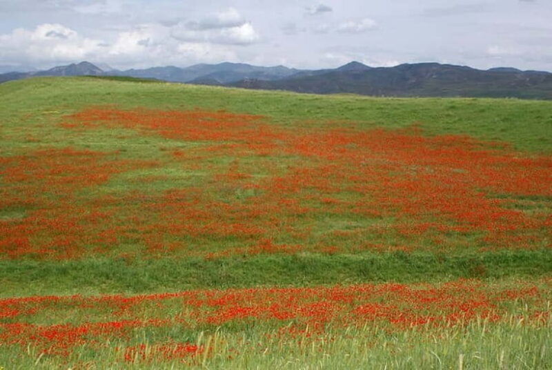 Windows Desktop Theme - Poppy Fields from Tashkent - The Sum Up