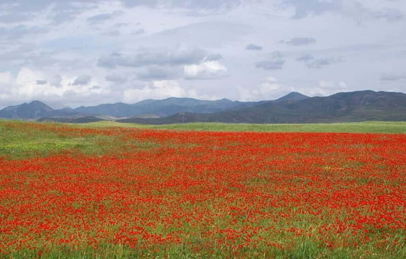 Windows Desktop Theme - Poppy Fields from Tashkent - FAQ