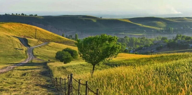 Windows Desktop Theme - Poppy Fields from Tashkent - Good To Know