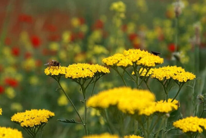 Windows Desktop Theme - Poppy Fields from Tashkent - Frequently Asked Questions